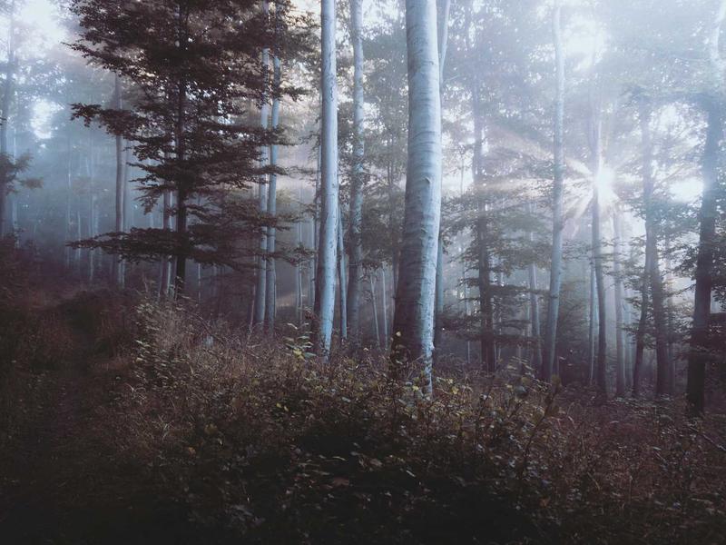 脚本方舟<br>Python 脚本托管与定时运行